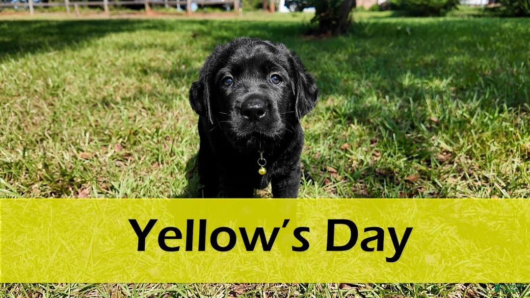 Labrador Retriever dogs for sale: Yellow - AKC English Lab - Ad 1