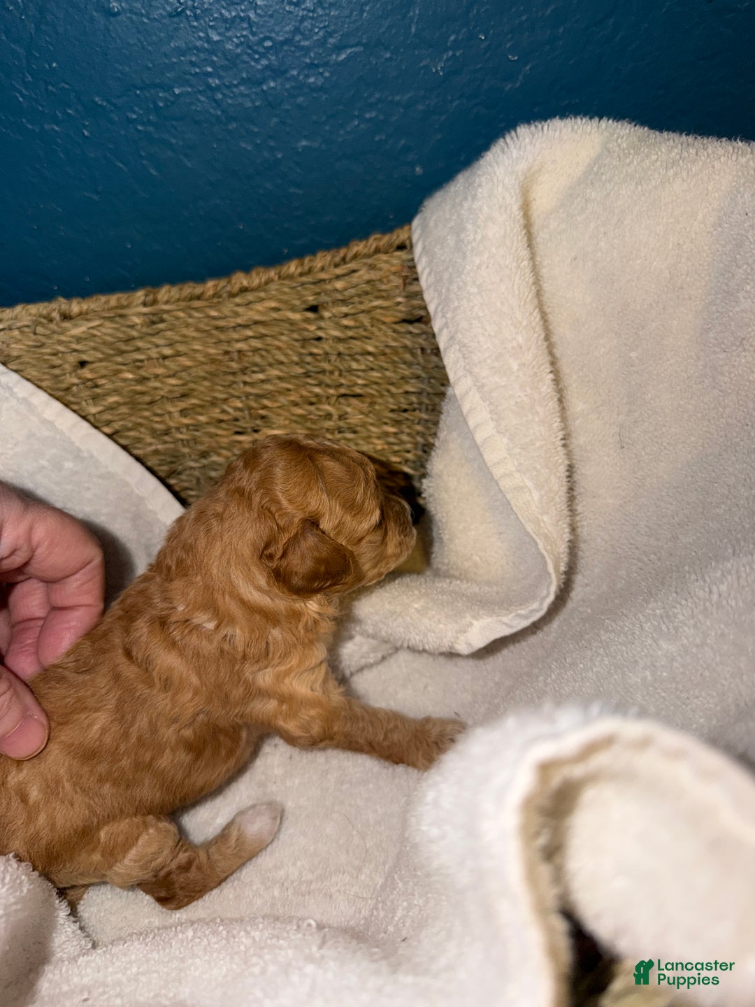 Miniature Poodle dogs for sale: AKC Miniature Poodle Puppy White - Ad 16