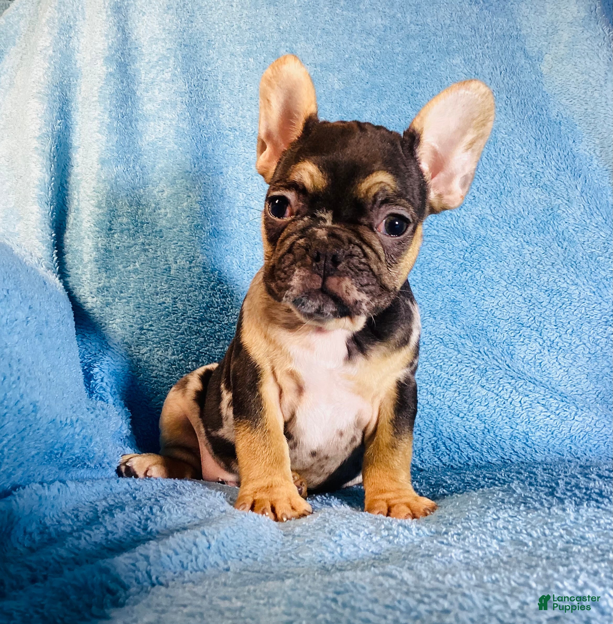French Bulldog dogs Max  - Ad 26