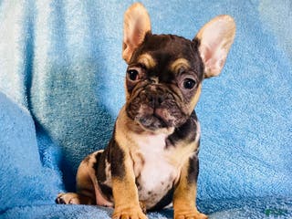 French Bulldog dogs Max - Ad 26