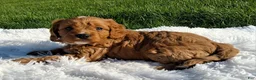 Cavapoo dogs for sale: Opal - Ad 4
