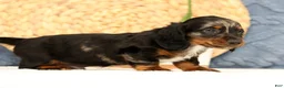 Miniature Dachshund dogs for sale: Jasper - Ad 7