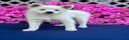 Pomsky dogs for sale: Sierra  - Ad 5