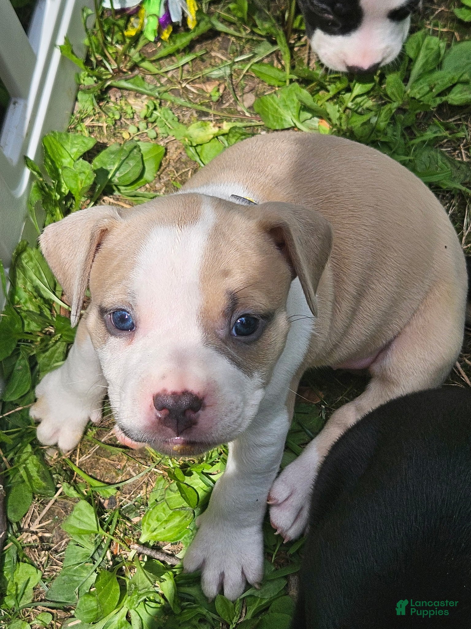 American Pit Bull Terrier dogs for sale: Zelda  - Ad 3