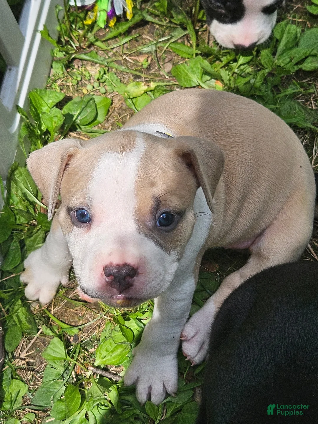 American Pit Bull Terrier dogs for sale: Zelda  - Ad 1