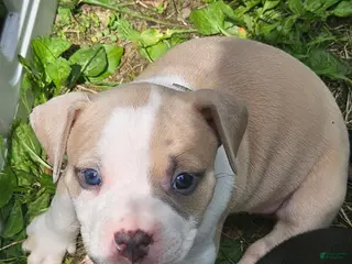 American Pit Bull Terrier dogs Zelda - Ad 28
