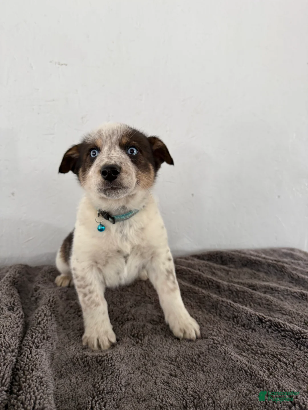 Mixed Breed dogs for sale: Bluey - Ad 6