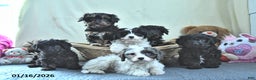 Cavapoo dogs for sale: Gracie - Ad 5