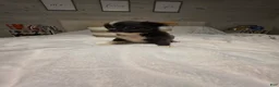 Chihuahua dogs for sale: jazz - Ad 9