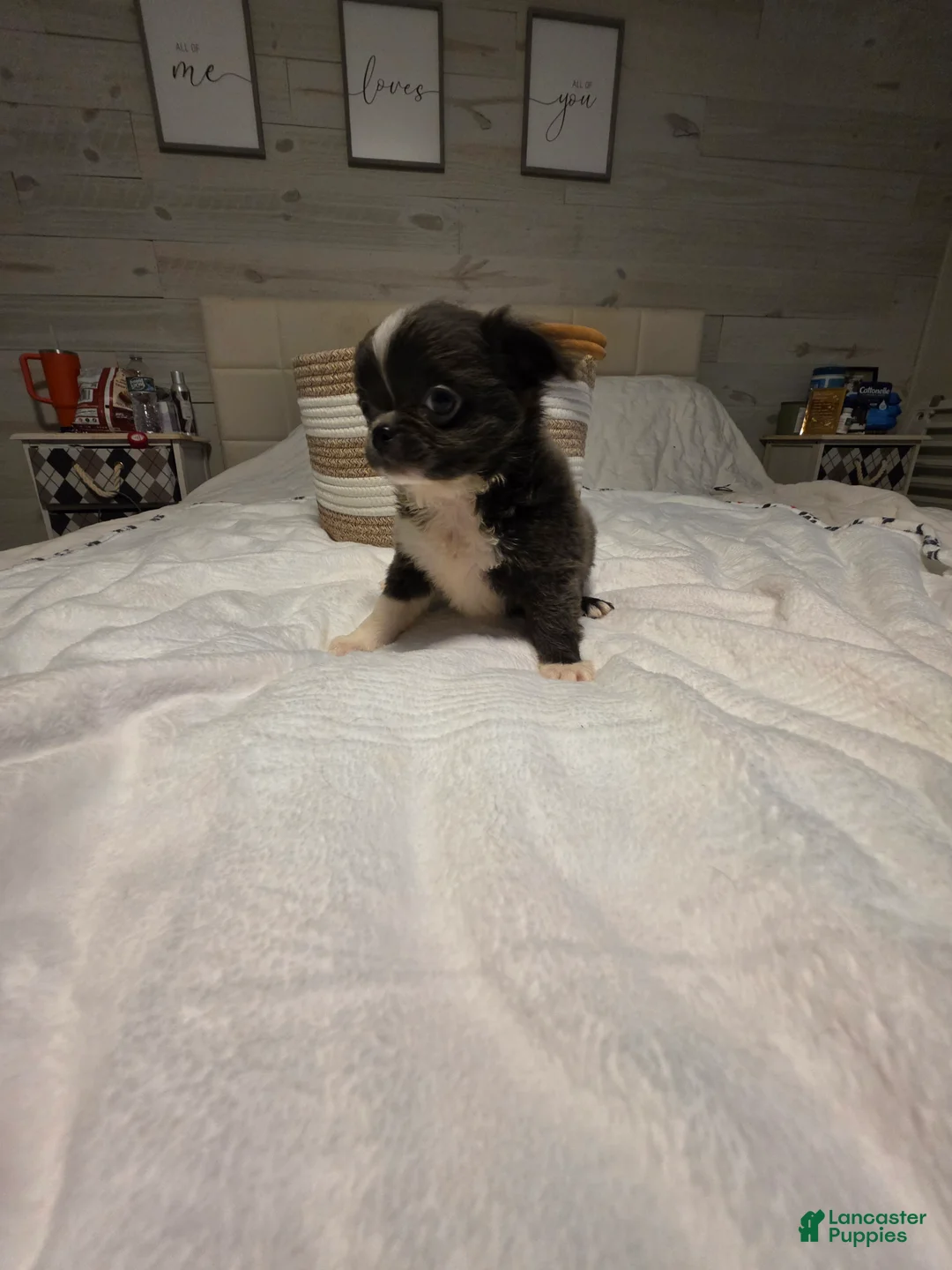 Chihuahua dogs for sale: jazz - Ad 9