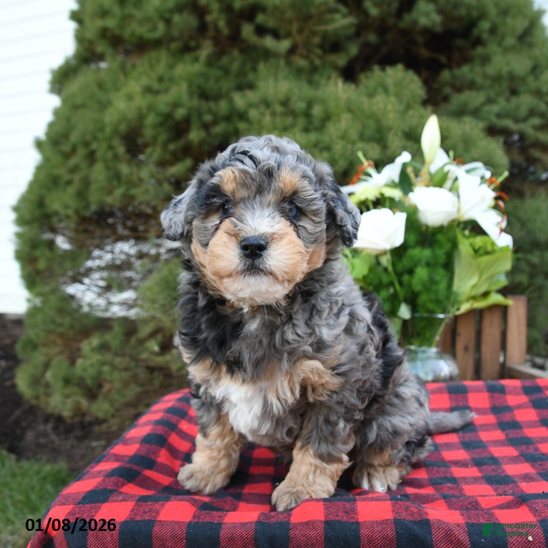 Mini Bernedoodle dogs for sale: Suzy - Ad 4