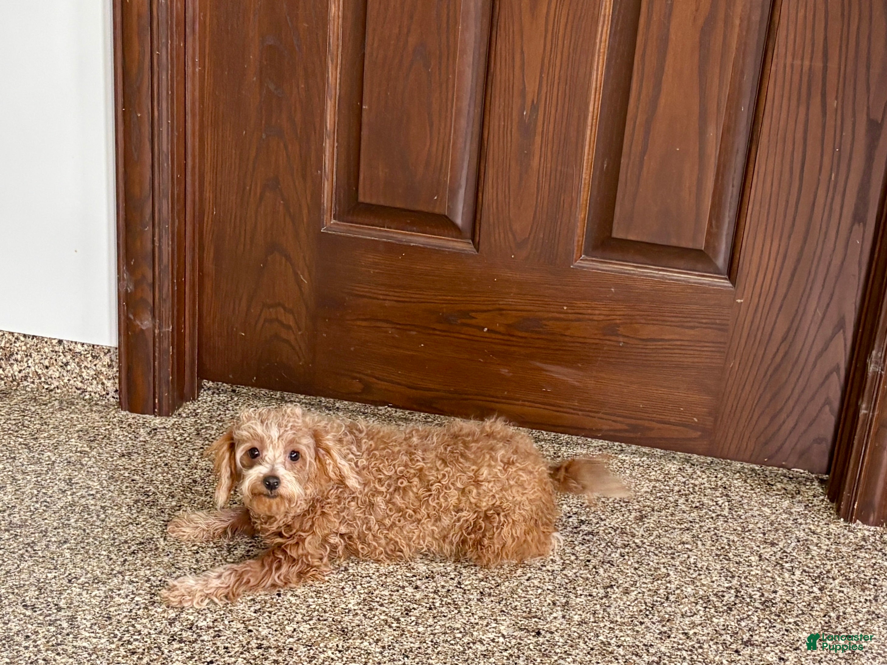 Maltipoo dogs for sale: Red Honey  - Ad 11