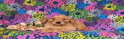 Golden Retriever dogs for sale: Jeanette - Ad 5