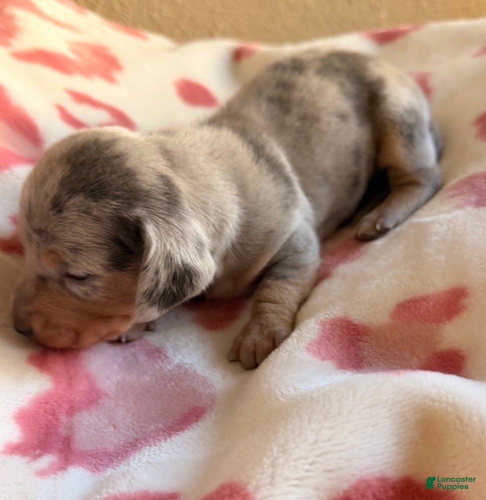 Miniature Dachshund dogs Buster - Ad 1