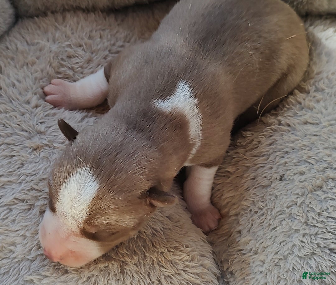 Siberian Husky dogs for sale: Siberian Husky Puppy 2 - Ad 3