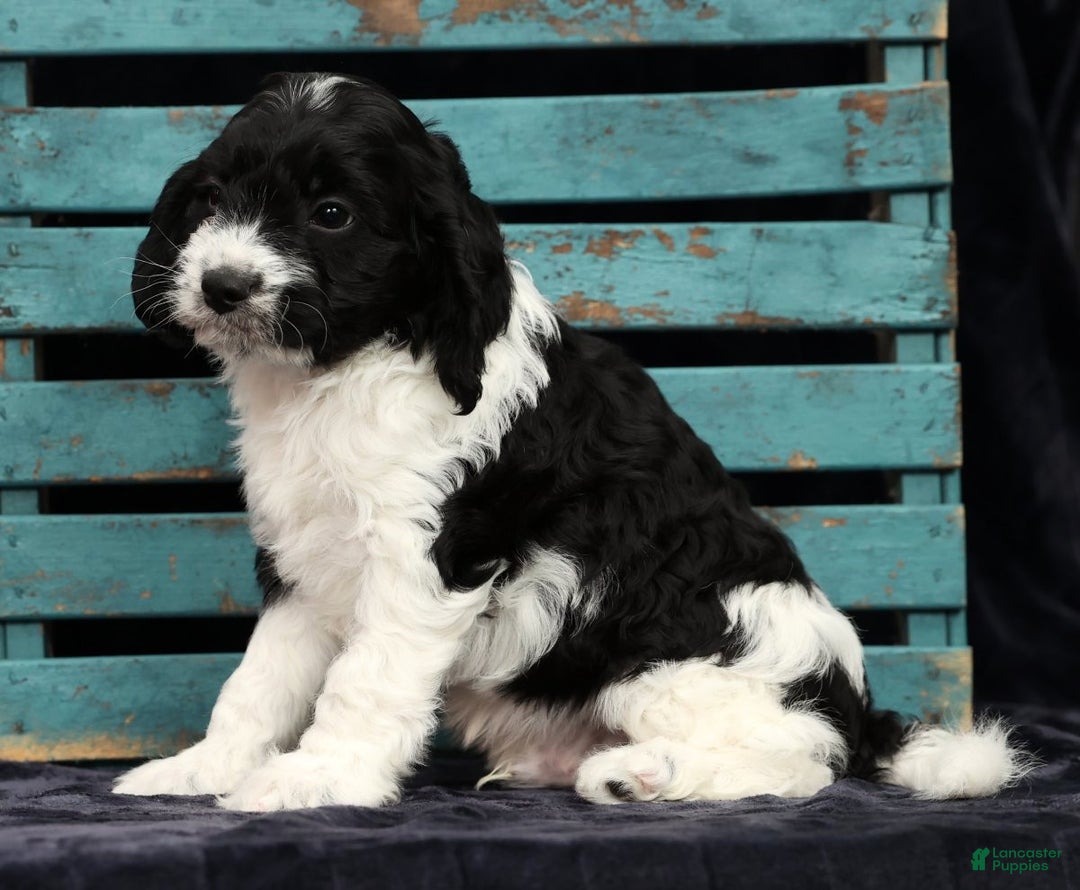 Cavapoo dogs for sale: Scott - Ad 10