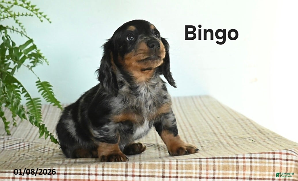 Miniature Dachshund dogs Bingo - Ad 37