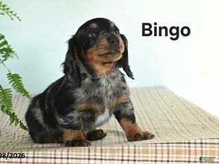 Miniature Dachshund dogs Bingo - Ad 37