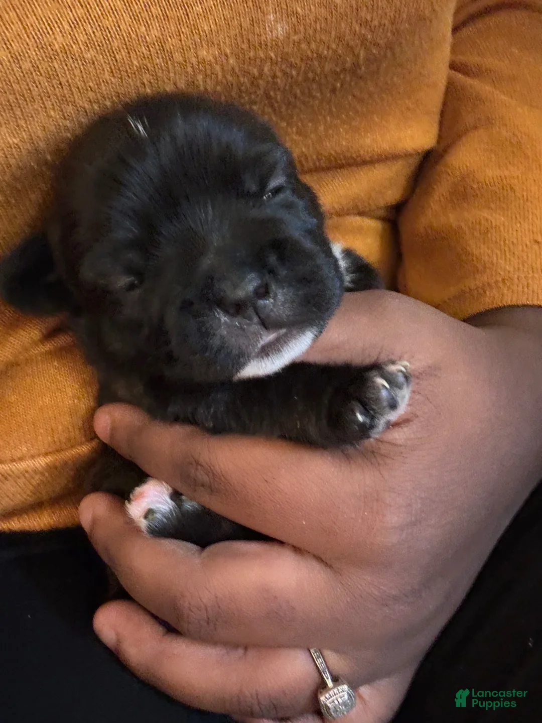 Mixed Breed dogs for sale: Finn - Ad 2