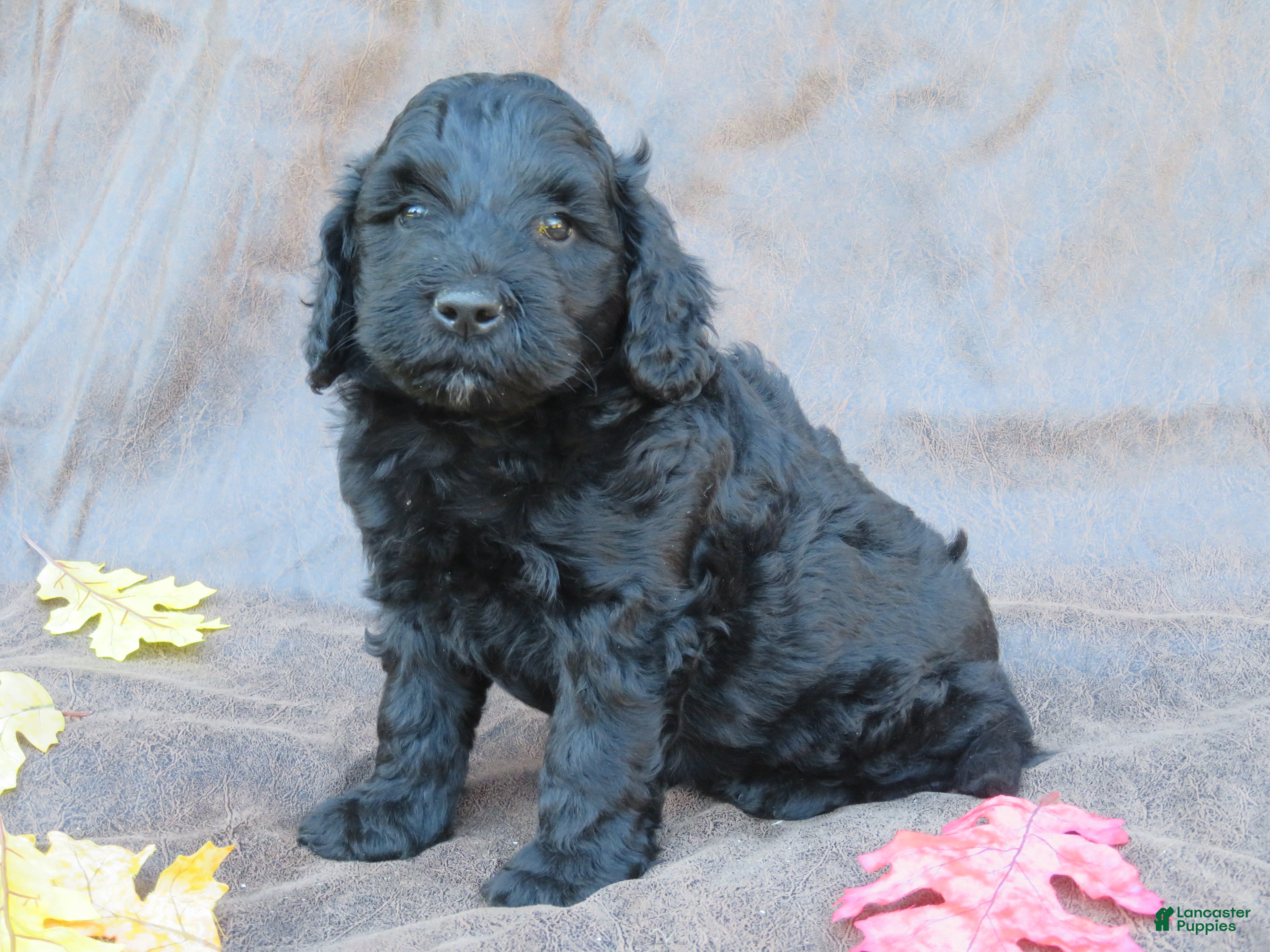 Mixed Breed dogs for sale: Maverick - Ad 2