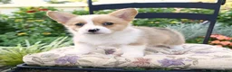 Welsh Corgi Pembroke dogs for sale: Kali - Ad 3