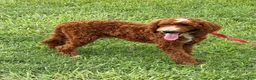 Labradoodle dogs for sale: Casanova - Ad 2