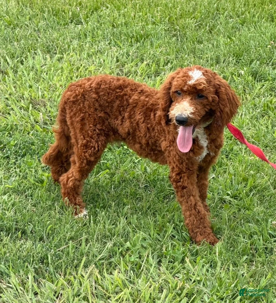 Labradoodle dogs for sale: Casanova - Ad 2