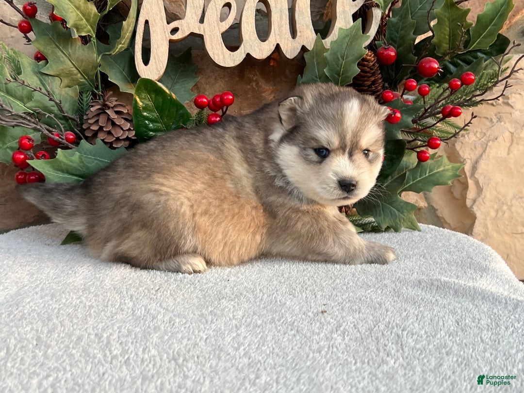 Pomsky dogs for sale: Angel - Ad 2