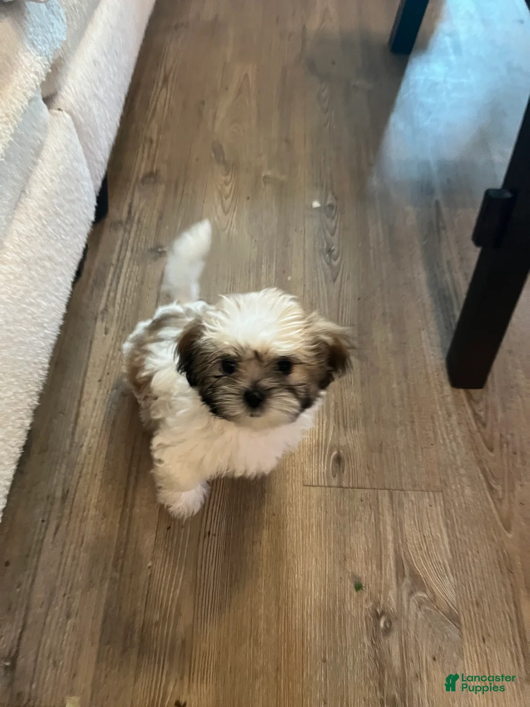 Shih Tzu dogs for sale: Jewel  - Ad 2