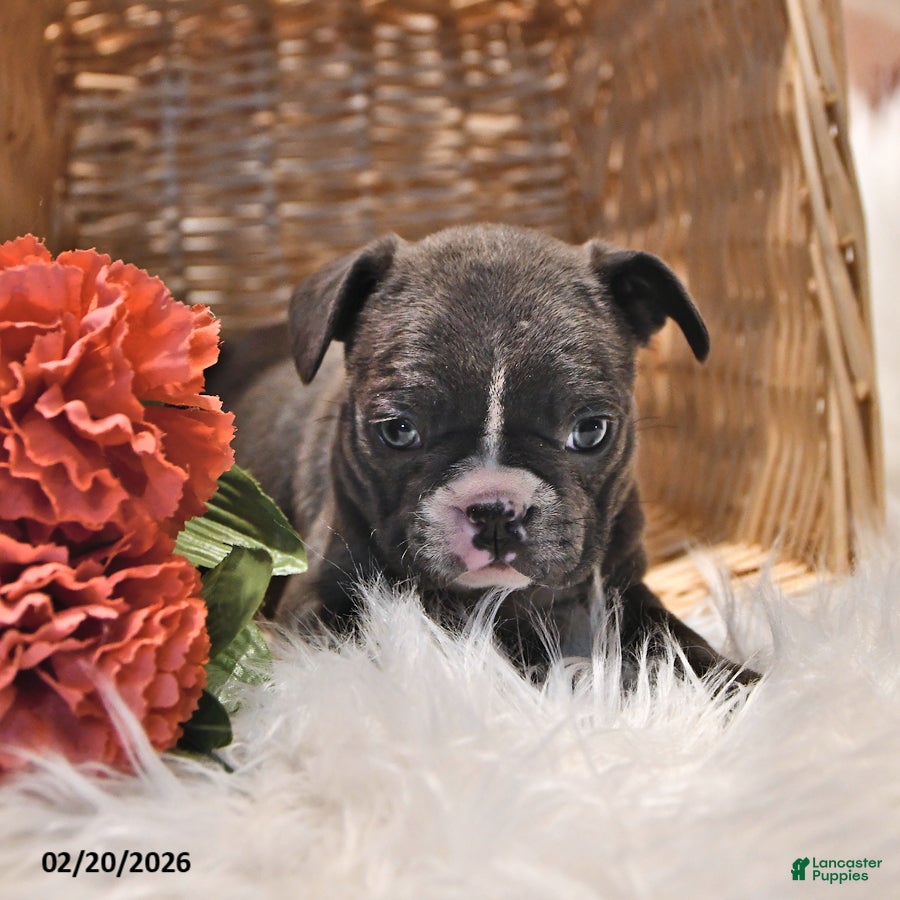 Frenchton dogs Misty - Ad 1