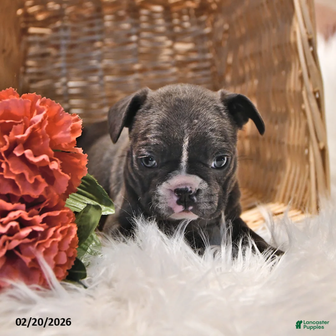 Frenchton dogs for sale: Misty - Ad 1