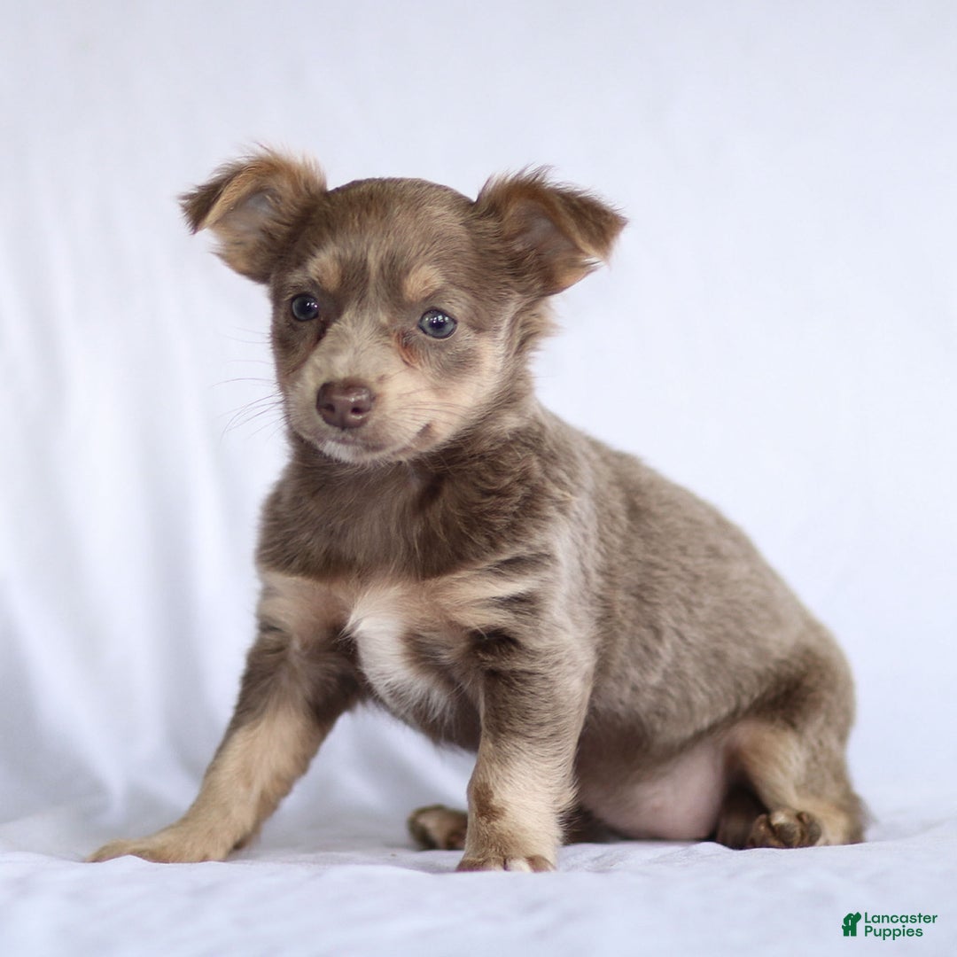 Chihuahua dogs for sale: Pamela - Ad 12