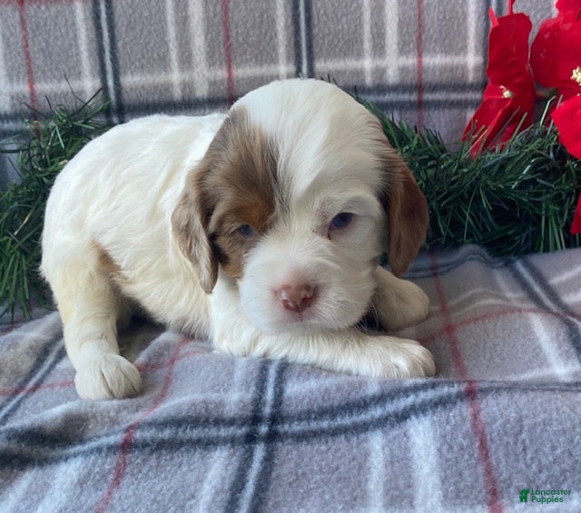 Cavalier King Charles Spaniel dogs Star- genetic clear parents - Ad 14