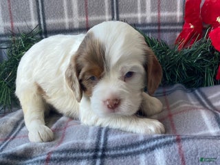 Cavalier King Charles Spaniel dogs Star - Ad 15