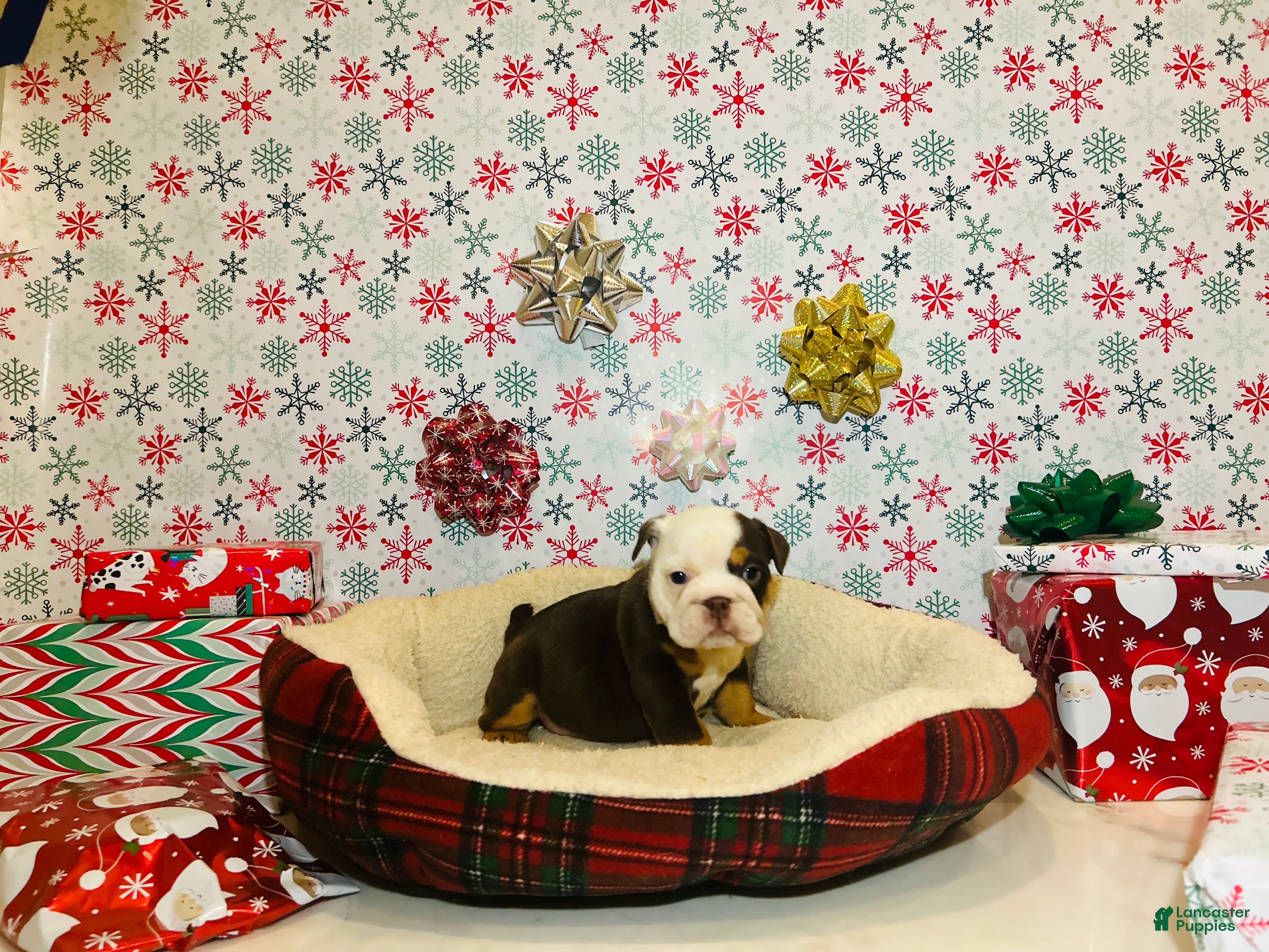 English Bulldog dogs Lucy - Ad 7