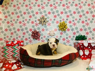 English Bulldog dogs Lucy - Ad 38