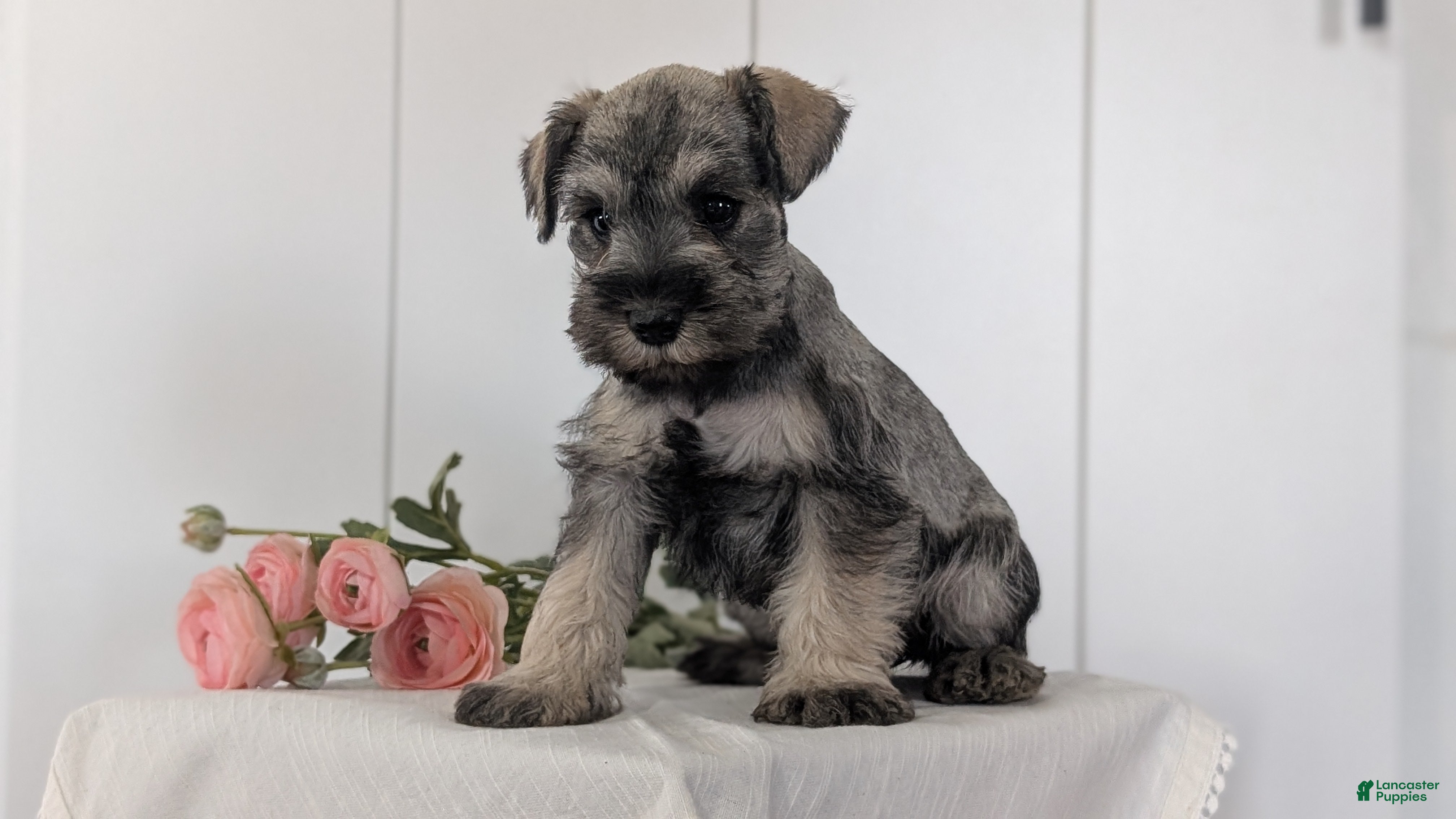 Miniature Schnauzer dogs Bella - Ad 2
