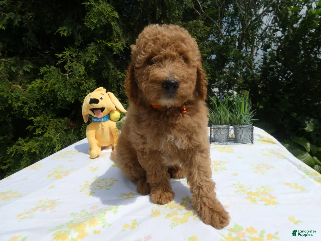 Mini Goldendoodle dogs for sale: Goldendoodle 2 Tabby - Ad 1