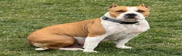 American Bully dogs for sale: Diesel - Ad 4