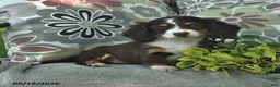 Miniature Dachshund dogs for sale: Lolly - Ad 1