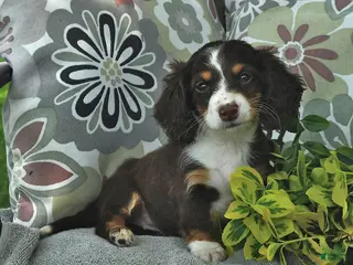 Miniature Dachshund dogs for sale: Lolly - Ad 2
