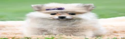 Pomeranian dogs for sale: Amelia - Ad 1