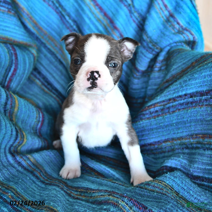 Boston Terrier dogs Jack  - Ad 2