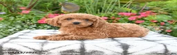 Toy Poodle dogs for sale: Ayla - Ad 3