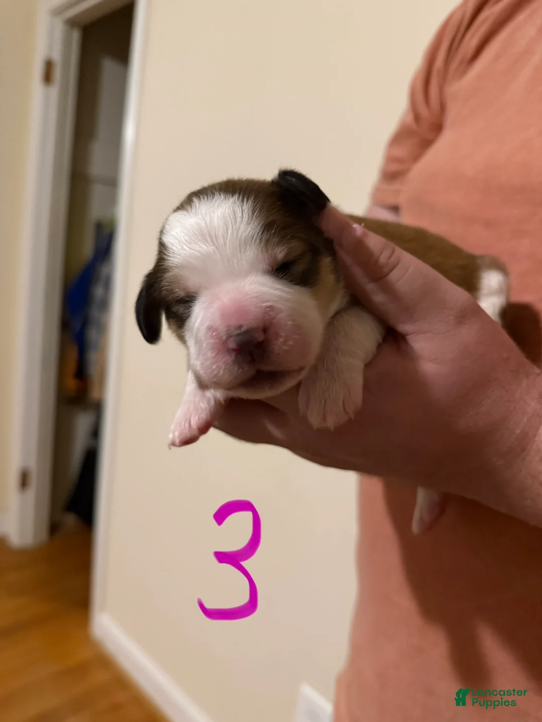 Mixed Breed dogs for sale: Great Bernese Female 3 - Ad 1