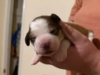 Mixed Breed dogs Great Bernese Female 3 - Ad 9