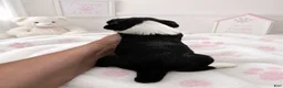 Sheepadoodle dogs for sale: Sheepadoodle 1 - Ad 4