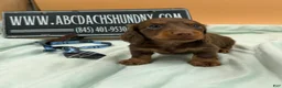 Miniature Dachshund dogs for sale: Russian champion lines  - Ad 4