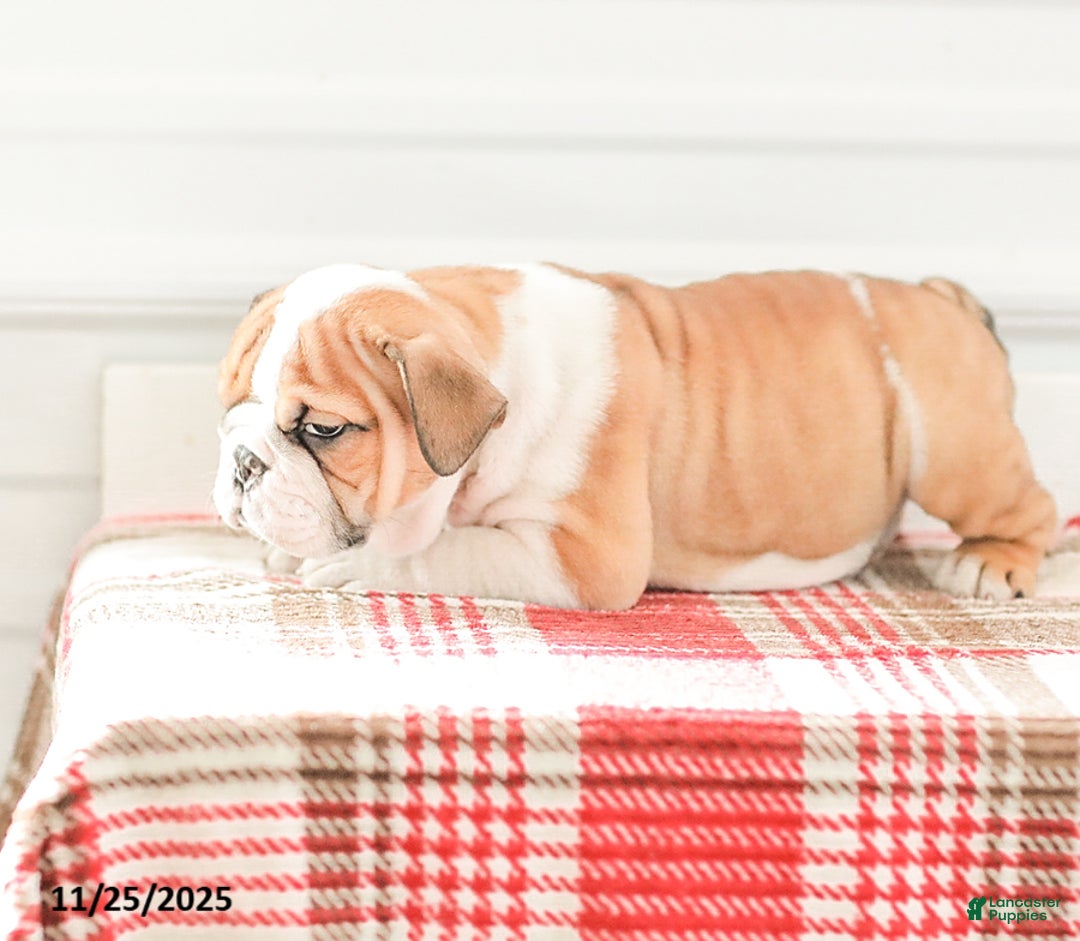 English Bulldog dogs for sale: Rob - Ad 11