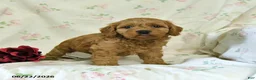 Cockapoo dogs for sale: Cindy - Ad 4